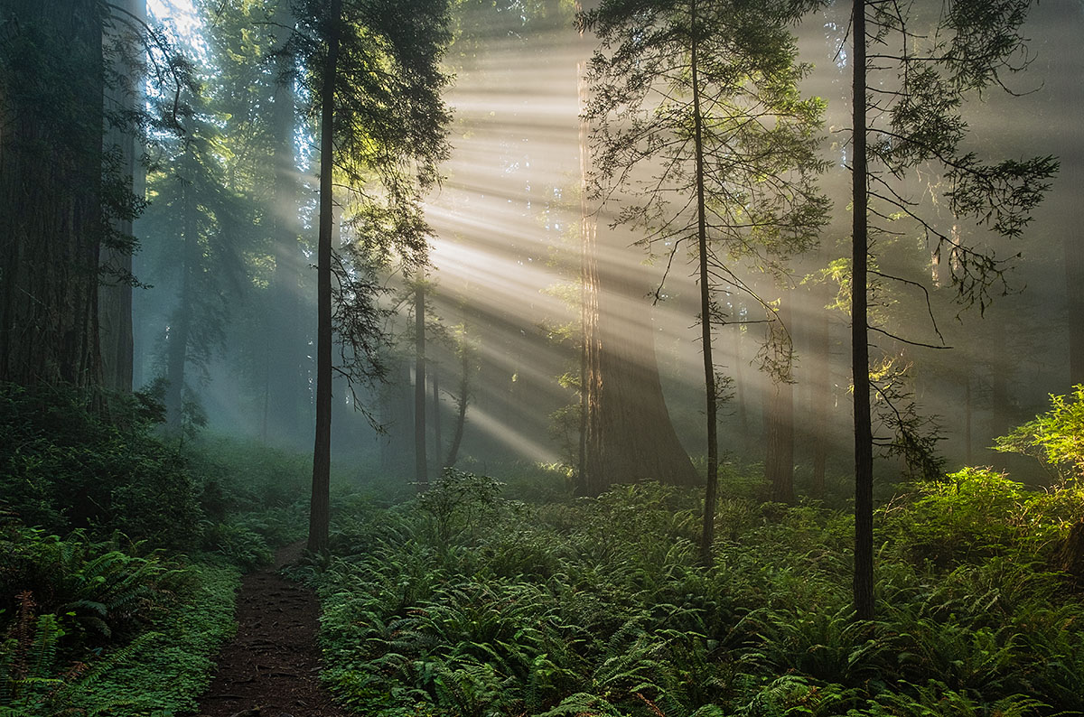 light beams in a redwood forest